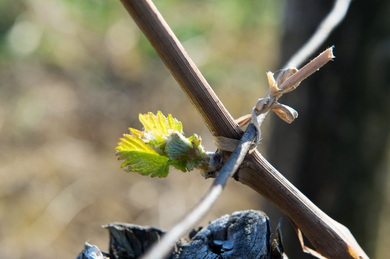 Vignoble Macro 4-Feuilles sorties 0508